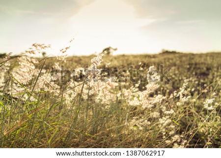 Landscape of grass flowers on top the hill with tropical forest & meadow grass field on soft green color in blur style. Beautiful panorama of grassland with silhouette sunset scene in twilight time