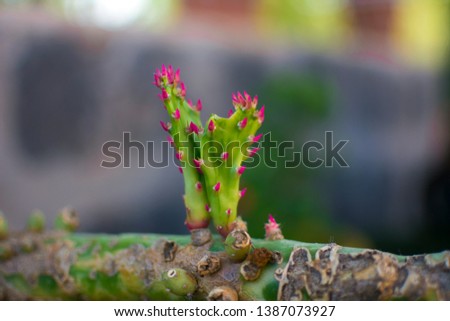 Beautiful Cactus flower from Jeddah, Saudi arabia