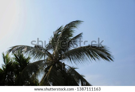 Indian cyclone blowing palm tree leaves with strong wind