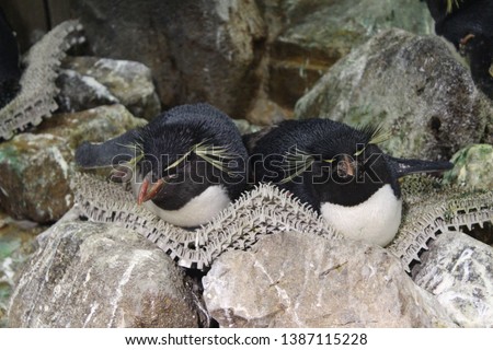 cute slip emperor penguins picture