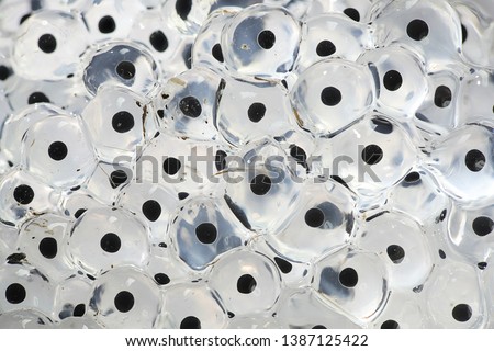 Fresh frog spawn with embryos Royalty-Free Stock Photo #1387125422