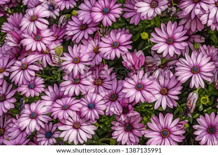 close up purple daisies in nature