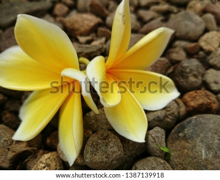 A yellow frangipani flower that has fallen to the ground on a small rock