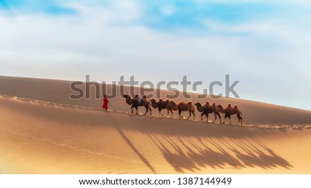 Camel team in the Badain Jaran Desert, Inner Mongolia Royalty-Free Stock Photo #1387144949