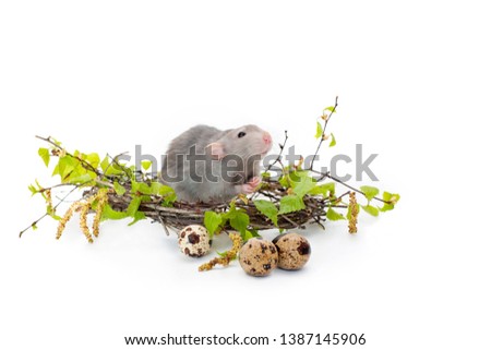 Cute rat on a white isolated background. Nest of birch branches. Next to the nest are quail eggs. Pets, rodents. Spring mood. Easter picture. 