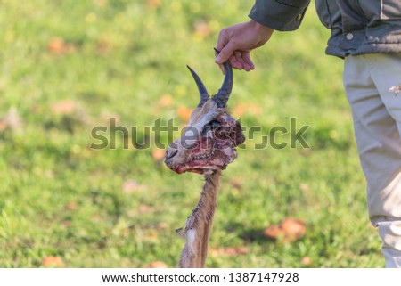 game ranger or man holding up and showing the gruesome remains or leftovers of a carcass of a Springbok antelope after a Cheetah kill in the wild of South Africa 