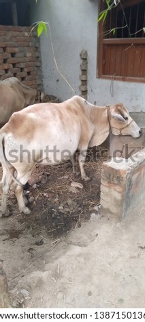 A butiful cow with natural picture