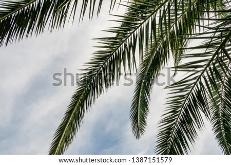 palm tree branches and leaves in nature