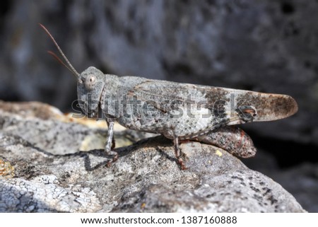 Longhorn Band-wing Grasshopper, Psinidia fenestralis