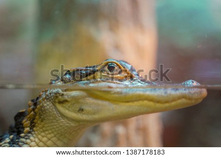 a close up photo of a lizard appeared on the surface of the water