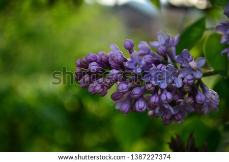 spring flowers, a lilac branch with flowers and buds on a background of green foliage close up