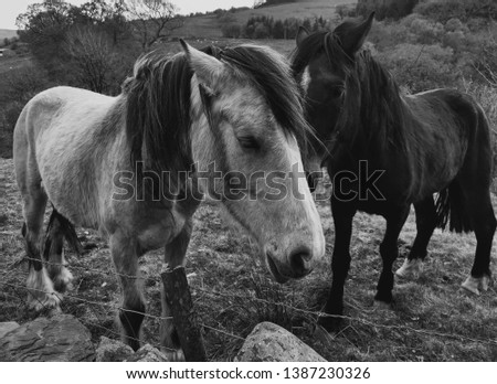 A black and white photo of horses standing in a field. 