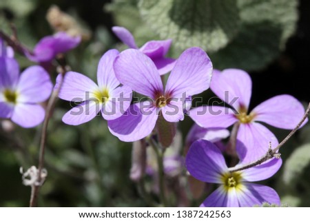 Aubretia flowers in spring  - ( Aubrieta deltoidea)