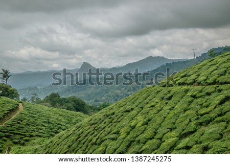 on a tea plantation in the Republic of India