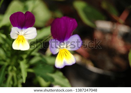 The violet flower in the green