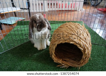 Rabbit (Holland-lop) cute pets in the house. Royalty-Free Stock Photo #1387254074