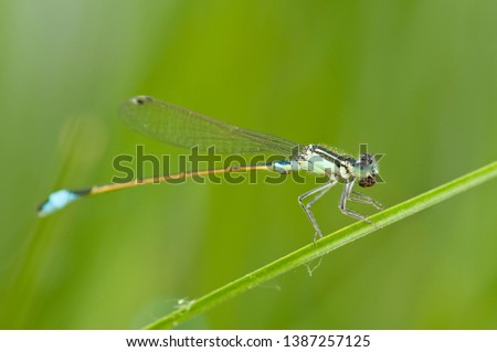 Damselfly resting on the blade of grass