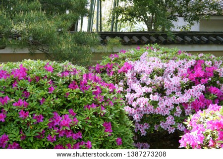 Image of Japanese-style garden azalea flowers