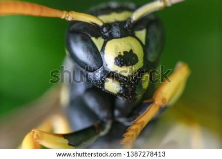 Close up portrait of a wasp with a green background