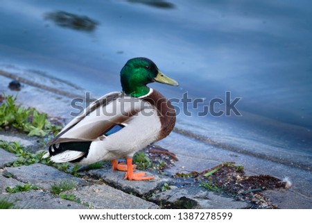 A beautiful colored male mallard duck standing on the stones of a shore of a pond. Seen in Nuremberg, Germany, April 2019