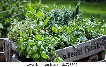 Assorted fresh herbs growing in pots arranged in an old vintage wooden wine crate outdoors in the garden in a close up view on leafy green basil Royalty-Free Stock Photo #1387283291