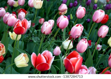 Tulips floral Netherlands background growing in spring, early summer, a popular flower in the world. For design, interior, advertising, presentation, labels, web.
