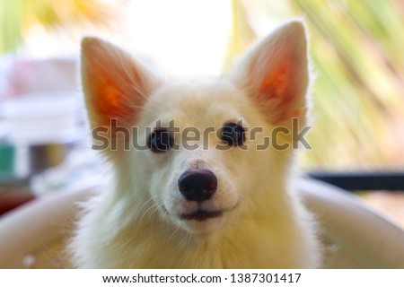 Indian Spitz Dog Looking at the Camera Picture