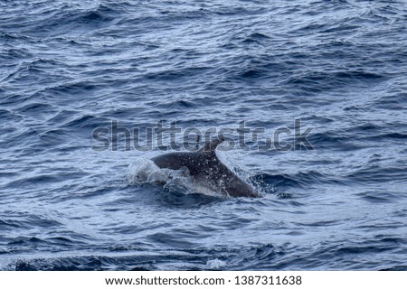 dolphin in the atlantic ocean 