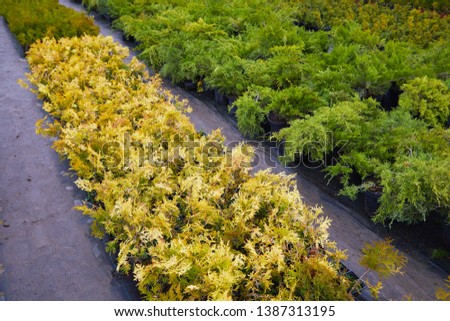 Thuja occidentalis in garden center. Plant nursery. Decorative potted plant at flower shop
