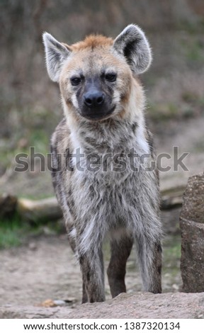 portrait of a spotted hyena in his enviroment