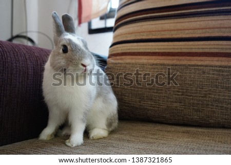 Rabbit (Netherlands dwarf) cute pets in the house Royalty-Free Stock Photo #1387321865