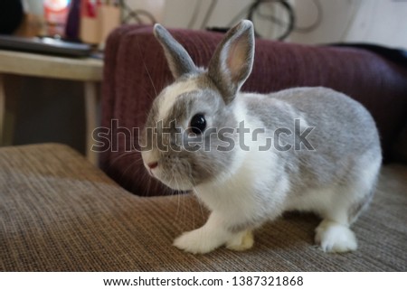Rabbit (Netherlands dwarf) cute pets in the house Royalty-Free Stock Photo #1387321868
