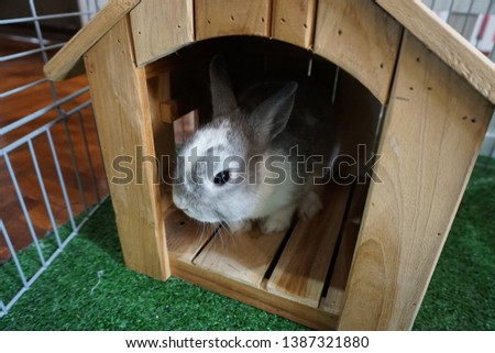 Rabbit (Netherlands dwarf) cute pets in the house Royalty-Free Stock Photo #1387321880
