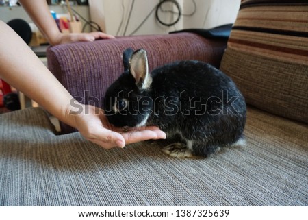 Feeding rabbit (Netherlands dwarf), Cute pets in the house. Royalty-Free Stock Photo #1387325639