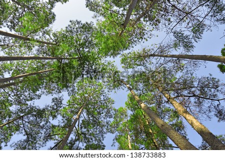 forest trees. nature green wood