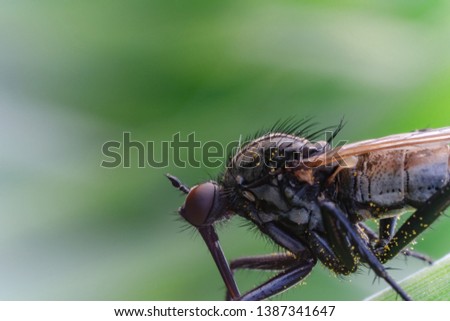 Close up of a fly on a leaf with green background