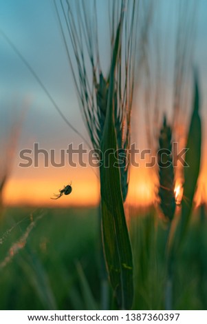 View of a spider on his web during sunset 