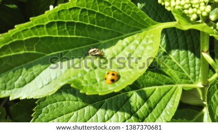 ☆Ladybug Shine Green Leaf Beauty