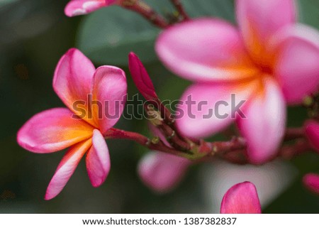 Fragrant blossoms of pink frangipani flowers, also called plumeria and melia, flowers color nature tree tropical blossom petal beauty background
