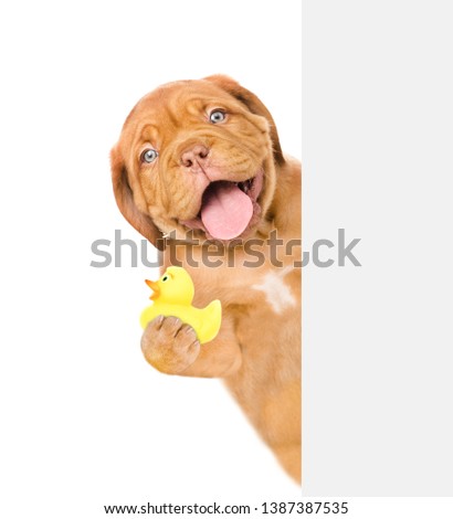 Happy puppy holding rubber duck behind empty white banner. Isolated on white background