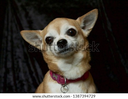 Chihuahua dog sitting looking straight at the camera.  A lovely lap dog with big brown appealing eyes.  Head shot with pink collar visible. Black background. 