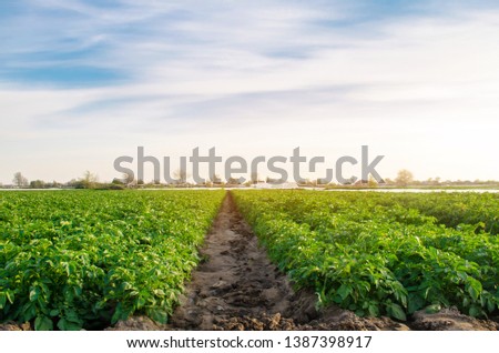 Beautiful view of the rural farm. Potato plantations are growing in the field. Organic vegetables. Agriculture. Farming. Selective focus