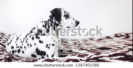 A dalmatian laying on a bad