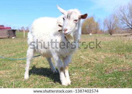 Little goat in the pastur