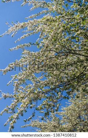 Cherry-plum branches sprinkled with white flowers against a blue sky.