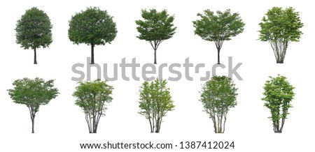 set of isolated trees on white background with clipping paths