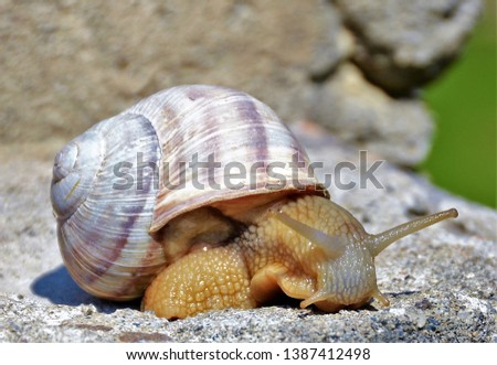 a Helix pomatia snail on a stone