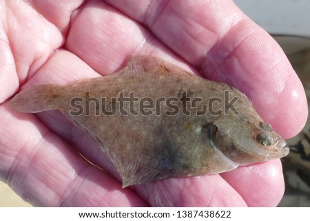 A very young European plaice (Pleuronectes platessa) in the wadden sea, the nursery ground for this species of fish - North Sea near the fishing village Fedderwardersiel, Lower Saxony, Germany
