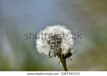 Beautiful picture of a puff ball