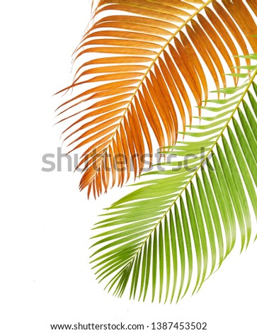 Yellow palm leaves (Dypsis lutescens) or Golden cane palm, Areca palm leaves, Tropical foliage isolated on white background with clipping path                               